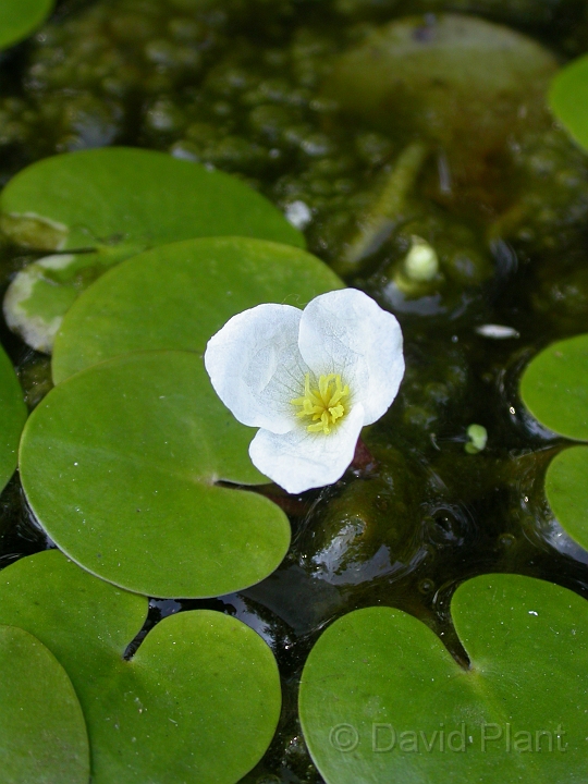 Frogbit flower - A.jpg - Frogbit flower - Gloucestershire